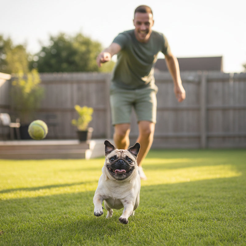 Why Raw Hide Bones Are Not Necessarily Good for Your Dog – And What Safer, Tasty Alternatives You Can Offer